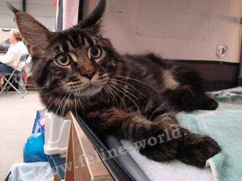 maine_coon_18 (Race)